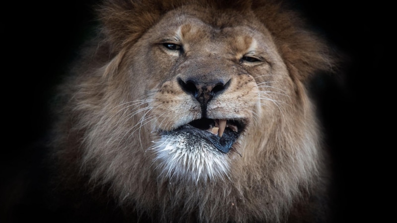 lioness, no people, animal themes, terrestrial animal, animal wildlife, mammal, 1080P, cat, mouth open, whisker, lion, one animal, feline, close-up, carnivora