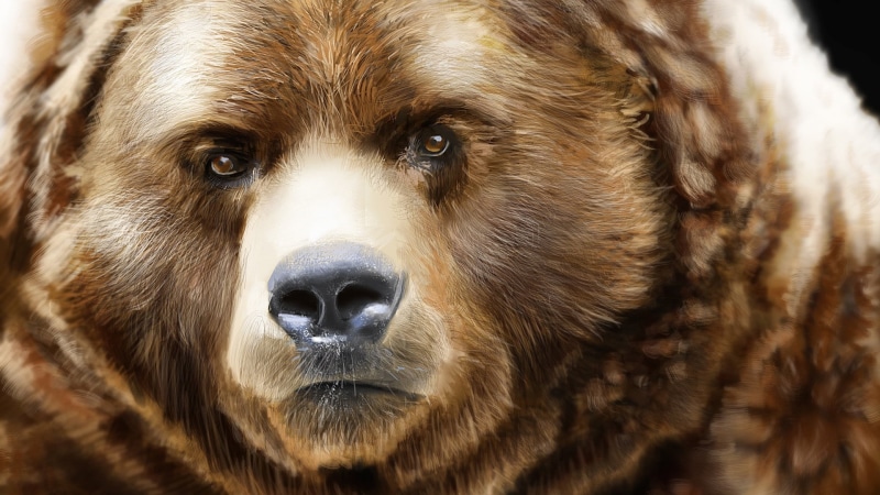 animal wildlife, pets, bearish, domestic, animal eye, animal head, vertebrate, animal, grizzly bear, hair, domestic animals, brown, snout, fur, one animal
