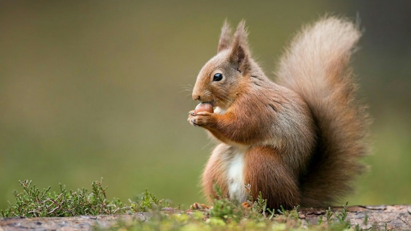 one animal, fauna, nature, terrestrial animal, outdoors, day, focus on foreground, animal themes, vertebrate, animals in the wild, cairngorms, whiskers