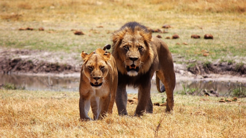 mane, male animal, carnivora, big cats, grassland, undomesticated cat, nature, cat, vertebrate, wilderness, couple, terrestrial animal, lion - feline, 1080P