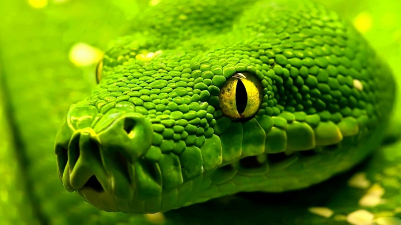 serpent, animal head, western green mamba, animals in the wild, focus on foreground, nature, 1080P, macro photography, reptile, day, green mamba, animal wildlife
