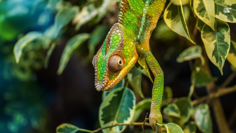 forest, african chameleon, lizard, outdoors, animal, close-up, tropical rainforest, scaled reptile, plant, animals in the wild, green color, rainforest