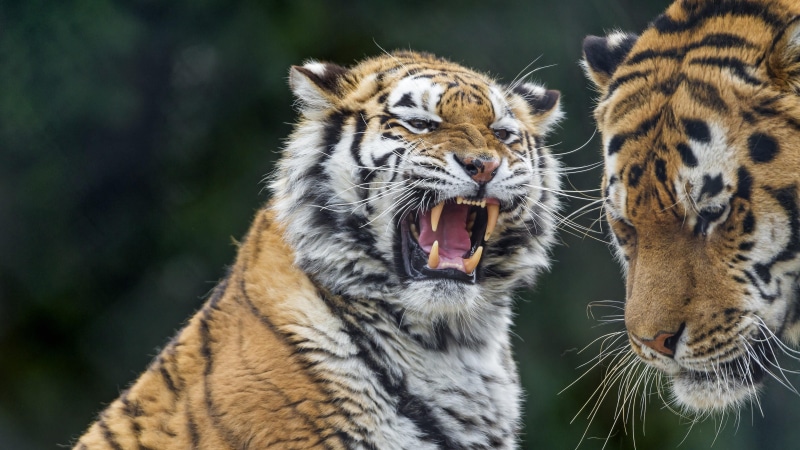 one animal, animals in the wild, zoo, roaring, snarling, mouth, vertebrate, animal body part, close-up, terrestrial animal, roar, animal wildlife, outdoors