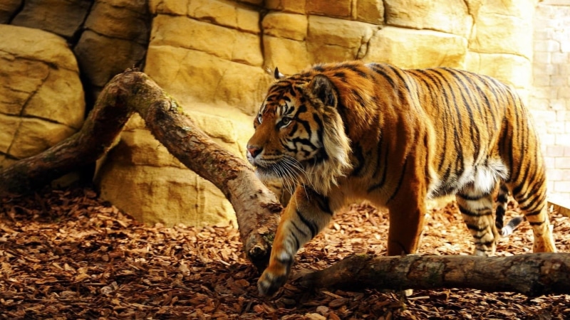 animal, no people, whiskers, fauna, one animal, tree, 1080P, animal wildlife, terrestrial animal, bengal tiger, carnivora, feline, whisker, day, animals in captivity