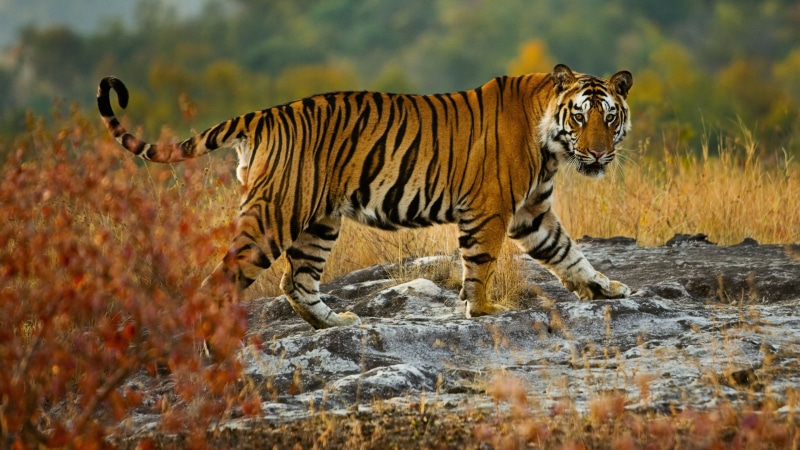 whiskers, terrestrial animal, nature, mammal, drinking, grass, big cats, snout, outdoors, grassland, madhya pradesh, 4K, animal wildlife, animals in the wild