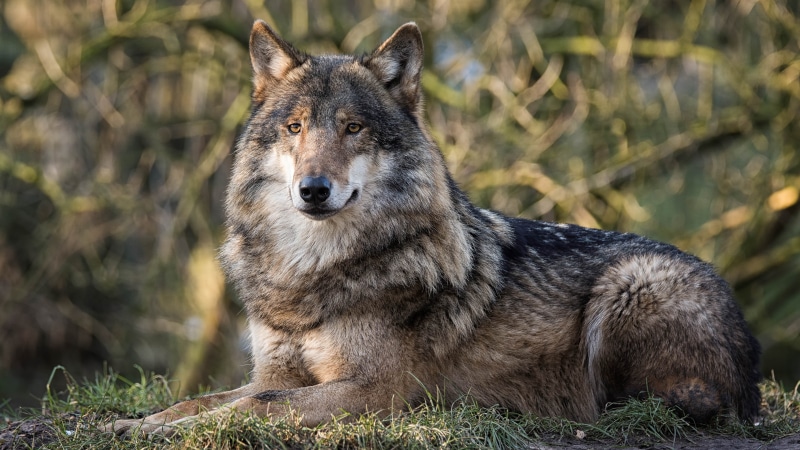 no people, 4K, wolf, mammal, nature, land, portrait, domestic, wildlife, outdoors, terrestrial animal, predator, wild animal, canine, domestic animals