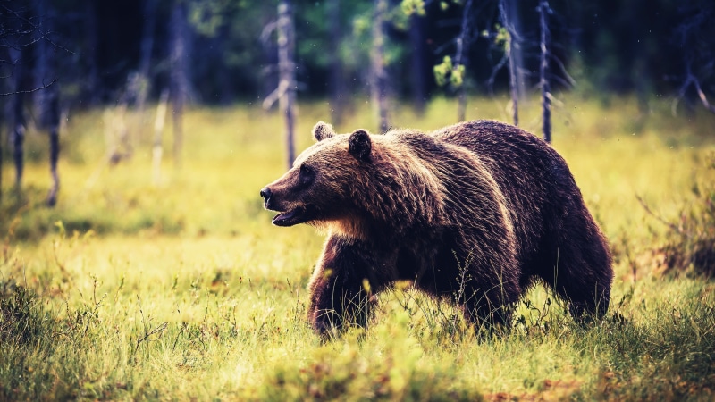 wildlife, wilderness, 4K, animal themes, forest, animals in the wild, tree, animal, land, outdoors, grizzly bear, one animal, bear, plant, day, brown bear