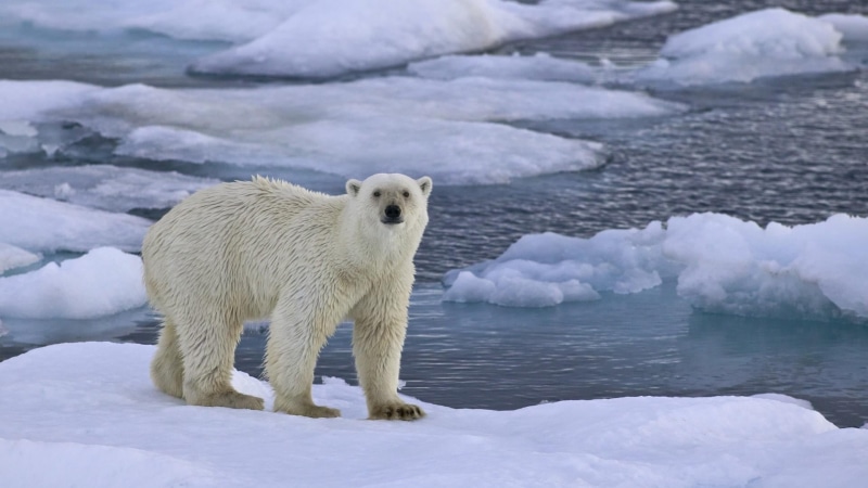 no people, snow, animal, polar bear, freezing, arctic, animals in the wild, bear, 1080P, full length, wildlife, carnivoran, water, polar ice cap, tundra