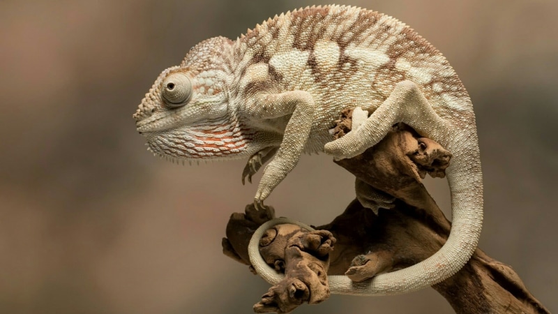 lizard, zoology, animal scale, no people, close-up, 1080P, focus on foreground, scaled reptile, terrestrial animal, branch, animal wildlife, close up