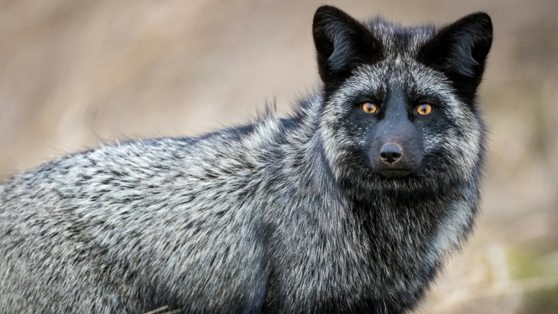 vertebrate, fur, mammal, fox, animal eye, animals in the wild, wild animal, terrestrial animal, animal wildlife, looking at camera, silver fox, outdoors