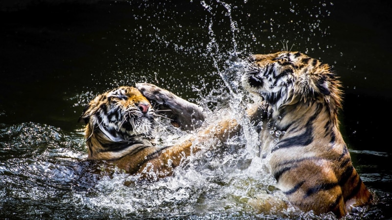 big cats, drops, animals in the wild, group of animals, mammal, aggression, tigers, animal, no people, wild animals, mouth open, animal themes, animal wildlife