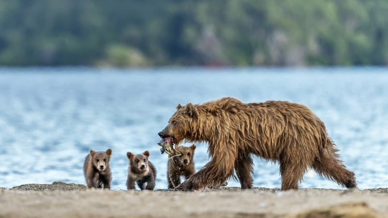 group of animals, day, salmon, terrestrial animal, grizzly bear, cubs, young animal, bear family, 1080P, russia, fauna, animal family, two animals, animal wildlife