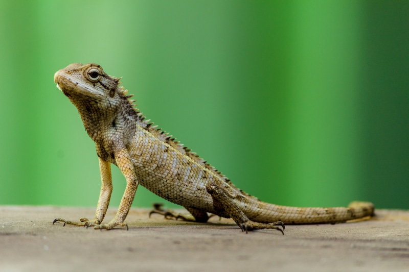 no people, animal body part, side view, terrestrial animal, 5K, animal themes, day, animal wildlife, animal scale, reptile, profile view, selective focus