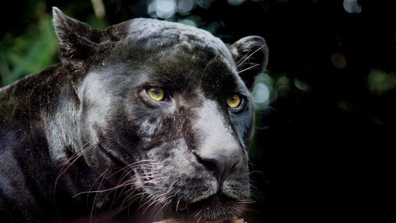 black background, jungle, domestic, domestic animals, looking away, 1080P, black panther, wild animal, animal wildlife, focus on foreground, animal eye