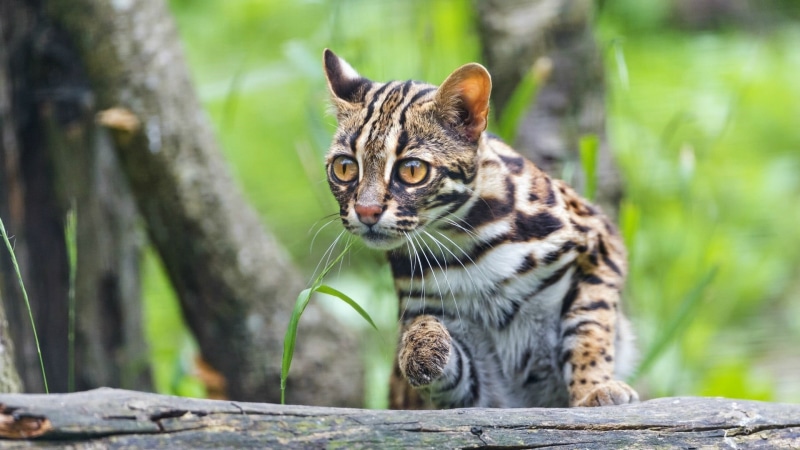 day, 1080P, terrestrial animal, wild cat, plant, animals in the wild, portrait, whisker, wildlife, big cat, ocelot, young animal, outdoors, tree, one animal