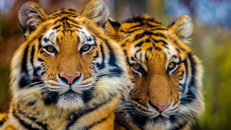 animal, terrestrial animal, animal body part, portrait, cat, endangered species, feline, big cat, animal wildlife, tiger, focus on foreground, mammal, looking at camera