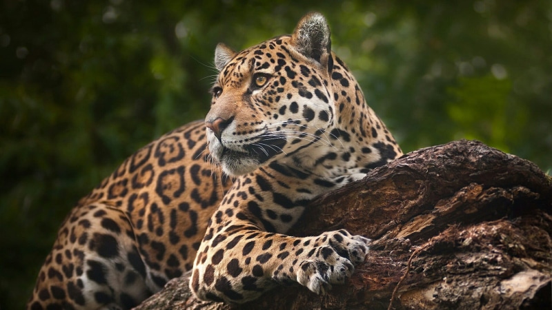 nature, vertebrate, animal markings, 1080P, animals in the wild, plant, animal head, domestic animals, leopard, feline, animal, animal themes, portrait