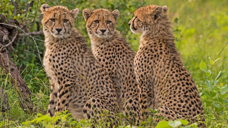 big cats, wilderness, cheetah, mammal, whiskers, cheetahs, terrestrial animal, wildlife, 4K
