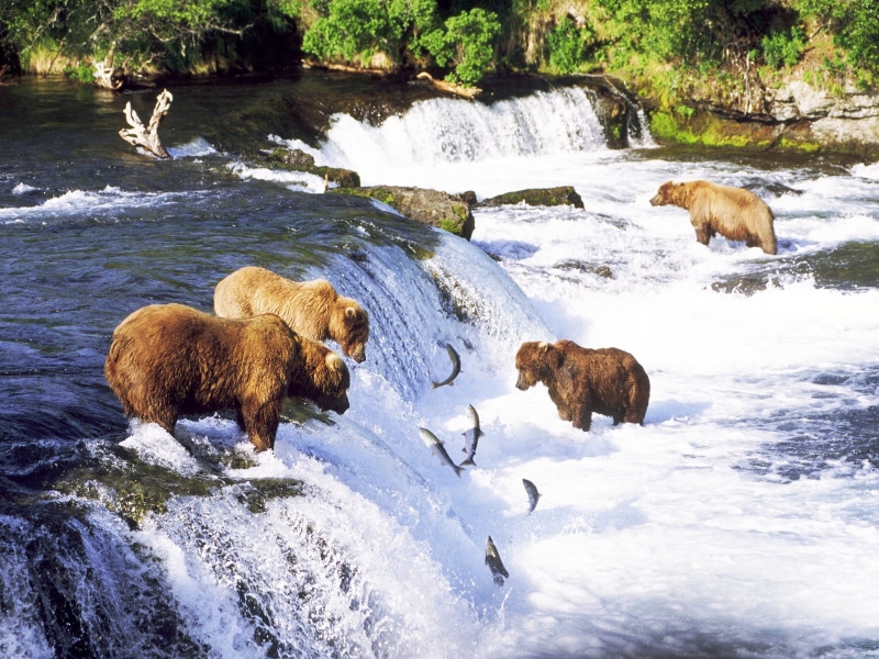 720P, fish, hd, waterfall, bear, grizzly, salmon, animals, river