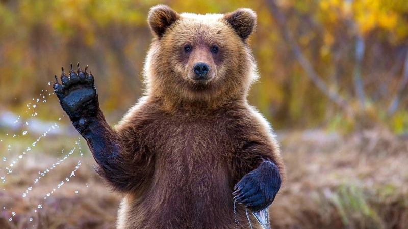 cute, paw, 1080P, grizzly bear, bear, wildlife, wild animal