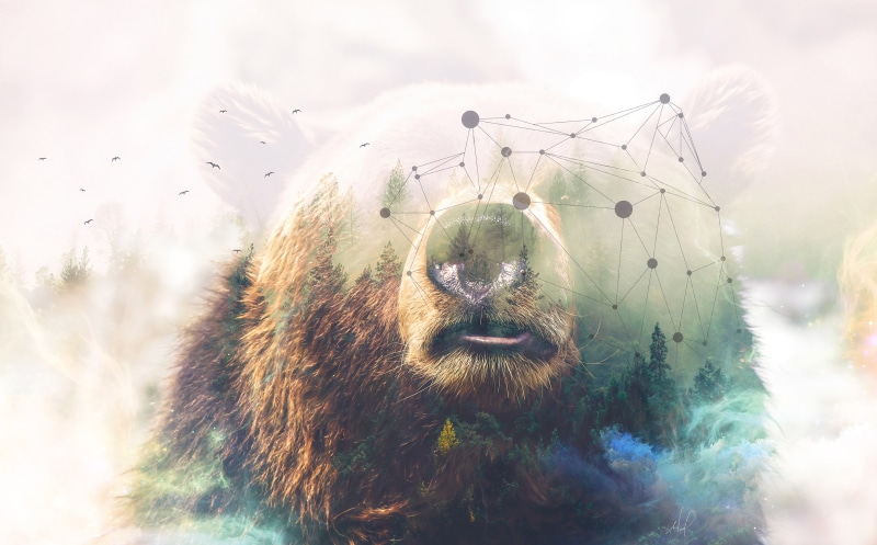 Photoshop, Forest, 4K, Grizzly bear, 4K