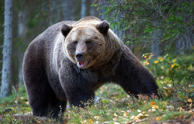 outdoors, sign, vertebrate, tree, animal themes, Grizzly bear, no people, portrait, one animal, animals in the wild, mammal, 1080P, plant, nature, trees