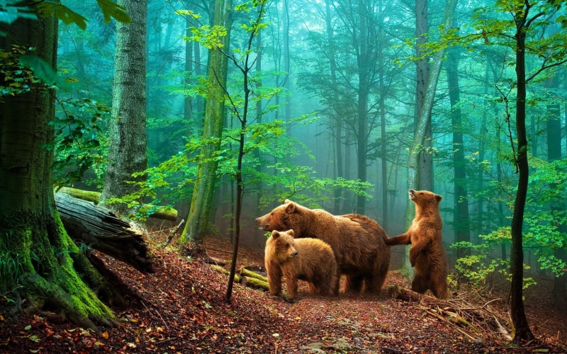 forest, bear, beauty in nature, bears, three, digital, mammal, plant, animal wildlife, tree, animal, group of animals, trunk, woodland, 720P, no people