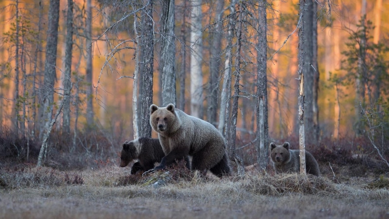 fauna, one animal, land, grizzly bear, change, wildlife, grass, 1080P, forest, mammal, animal, pine forest, pines, no people, woodland, autumn, outdoors