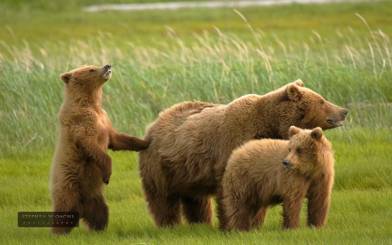 nature, 1080P, grizzly, brown, animals, bear, family, animal, wildlife