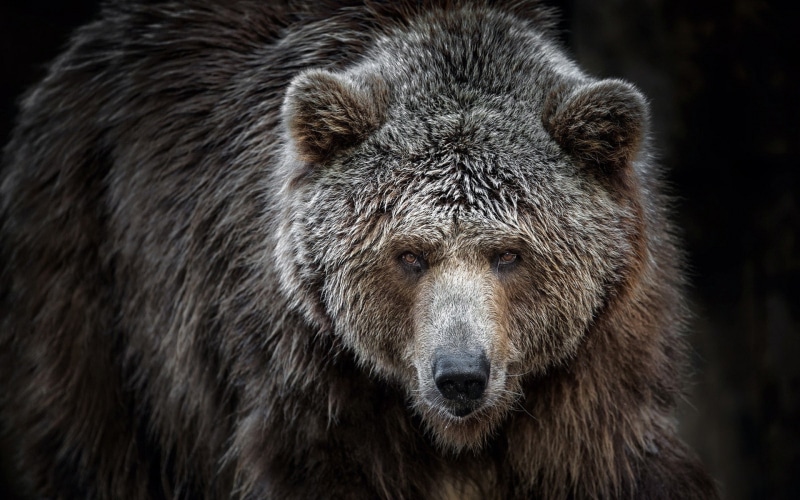 bears, animals, Grizzly Bears, 1080P