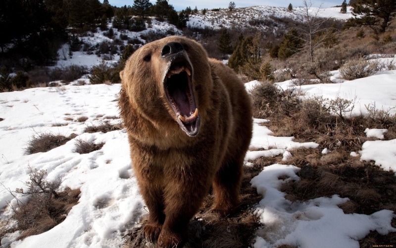 Grizzly Bears, LIKE, bears, animals, snow, 2K