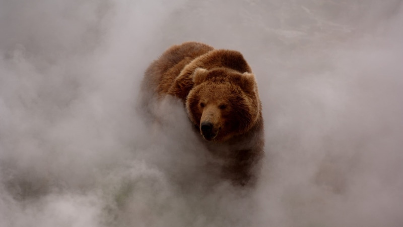 mist, wildlife, nature, Grizzly Bears, Grizzly bear, 1080P, bears, animals, dust, smoke