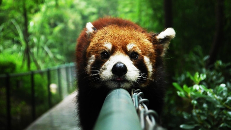 wild animal, panda, 1080P, funny, fauna, cute, red panda, wildlife