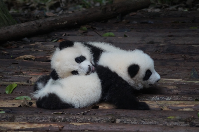 young animal, baby panda, black, chengdu, endangered species, animal wildlife, vertebrate, 5K, animal, tree, two, cute panda, white color, panda baby