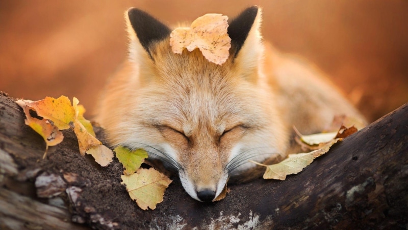 wildlife, tree, cute, sleep, sleepy, wood, wild animal, trunk, leaves, 4K, autumn, animal, wild, leaf, fox