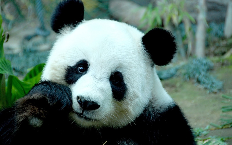 2K, panda, sad, panda bear, bear