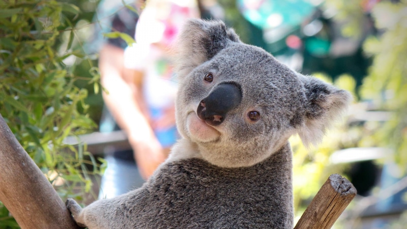 focus on foreground, mammal, looking, cute, plant, australia, fauna, animal themes, marsupial, animals in the wild, one animal, fur, animal, wildlife, snout