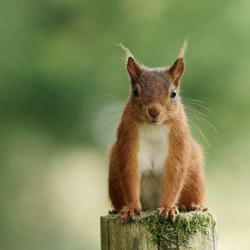 squirrel, trunk, fluffy, looking, fur, animal, brown, photography, rodent, perched, wildlife, shallow, tree, chipmunks, mammal, focus, cute, 1080P, nature