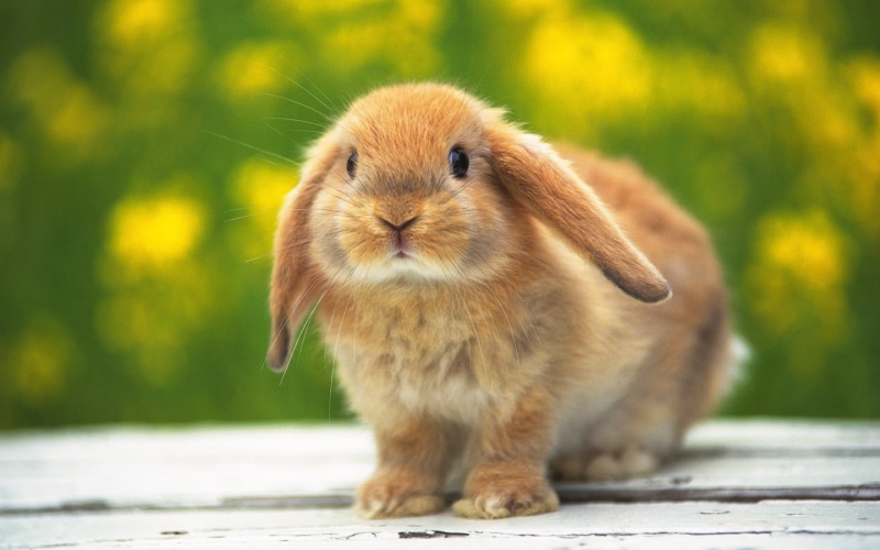 black, 720P, bunny, cute bunny, brown, eyes, adorable, fur, rabbits, brown fur, black eyes, cute
