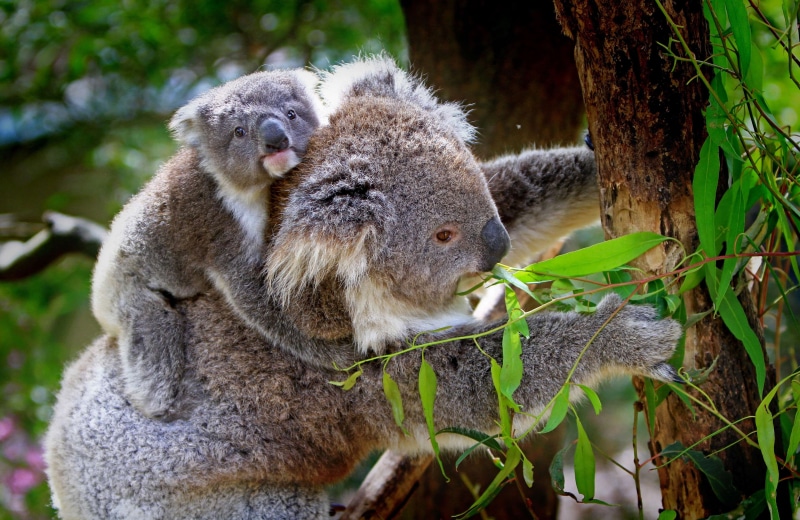 outdoors, tree trunk, animals, trunk, tree, nature, care, animal themes, vertebrate, branch, leaf, plant, 4K, animal wildlife, two animals, group of animals