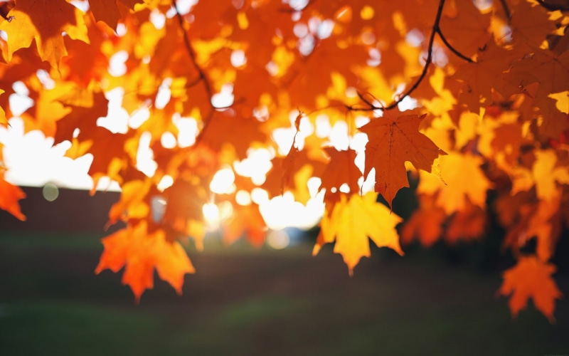  colors, woodland, no People, outdoors, change, vibrant Color, 720P, september, forest, leaves, selective focus, leafed, tree, lush Foliage