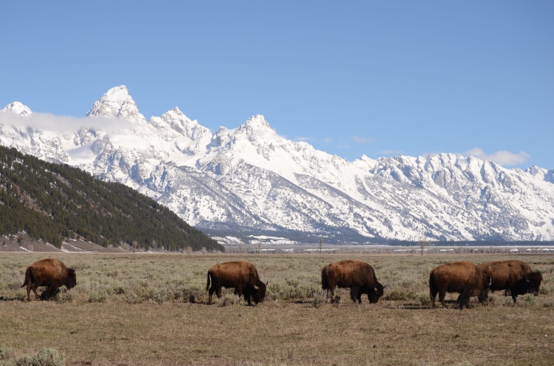 group of animals, land, herbivorous, livestock, tetons, animal, mountain range, buffalo, beauty in nature, scenics - nature, bison, cold temperature, teton mountains