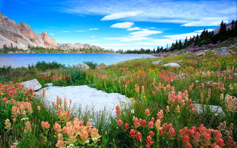 outdoors, plant, day, non-urban scene, utah, landscape, 4K, tranquil scene, uinta, flowering plant, basin, environment, water, tranquility