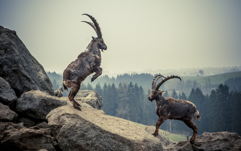 fight, 2K, capricorn, encounter, aggression, brown, outdoors, group of animals, animal wildlife, domestic animals, no people, dog, nature, alpine ibex