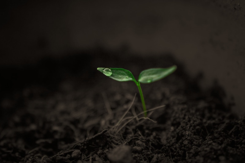 rain, small, leaf, beginnings, sapling, nature, green color, plant, dirt, sprout, food and drink, growth, close-up, selective focus, vegetable, outdoors