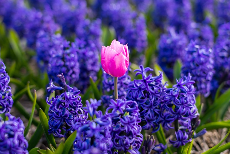 photography, purple, flower Head, tulip, Netherlands, focus, Europe, plant, travel, nature, countryside, flowers, M  240, petal, Dutch, one, multi Colored