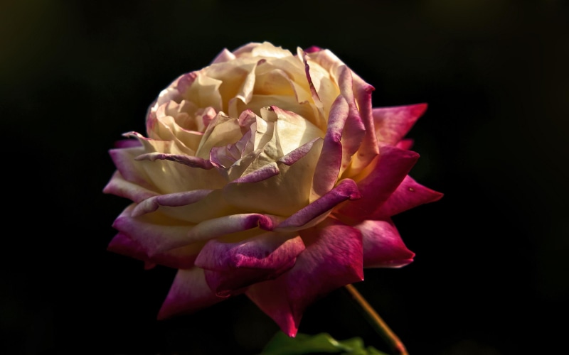 exquisite, 3d and abstract, singular, 2K, beautiful, colorful, rose, pretty