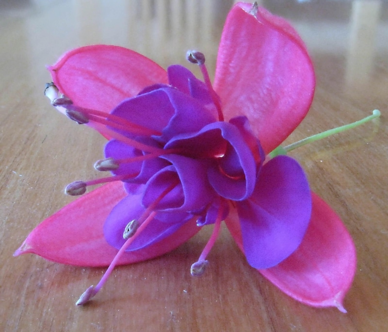 fuschia plants, nature and landscapes, bloom, singular, pink, unique, beauty, 1080P, fuschia, purple, flowers