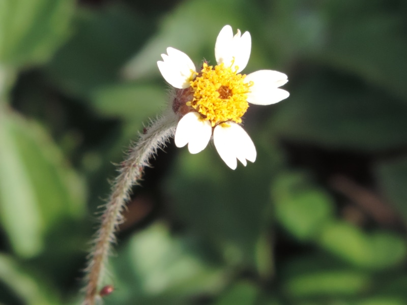 freshness, flowering plant, inflorescence, singular, petal, close-up, flower head, yellow, flowers, flower, summer, day, tranquility, no people, 2K, fragility
