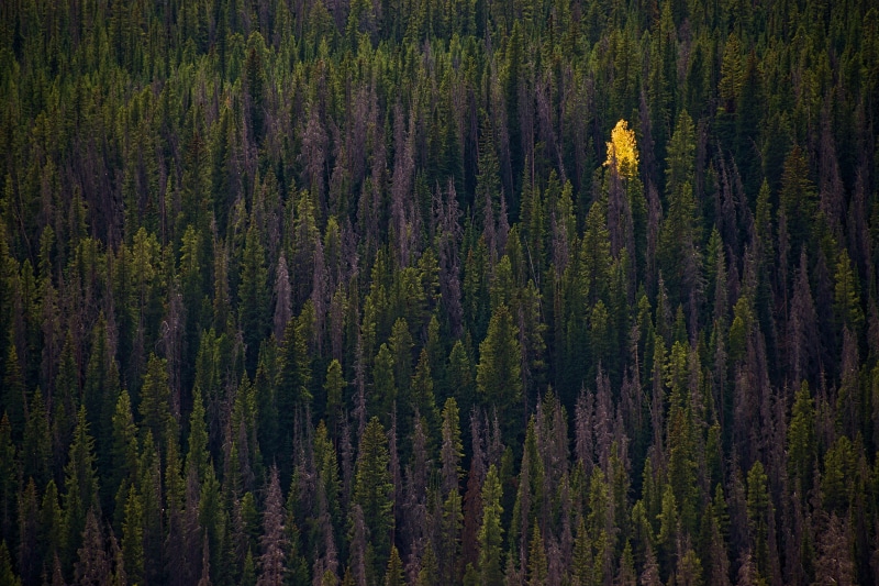 calm, texture, beauty In Nature, green, lot, green Color, no People, colors, tranquil Scene, solo, mountain, summer, forest, light, single, nature, wilderness Area
